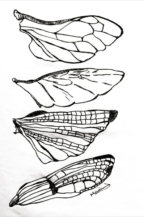 Beetle Wings Drawing, Insect Wings Drawing, Moth Wing Drawing, Butterfly Wings Drawing, Bug Wings, Insect Drawing, Fashion Design Inspiration Board, Moth Drawing, Whimsical Creatures