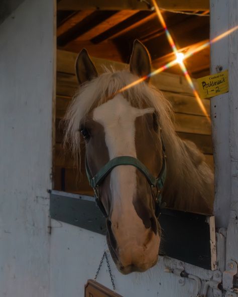 #horses #farmanimals Light Brown Horse, Hey There Delilah, Brown And White Horse, Brown Horse, Horse Photography, White Horse, Hey There, Stables, Light Brown