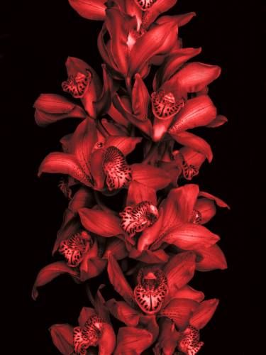 Colors Of Fire, Red Orchids, Cymbidium Orchids, Seeing Red, Wear Red, Flower Lover, Orchid Flower, Exotic Flowers, Flower Pictures