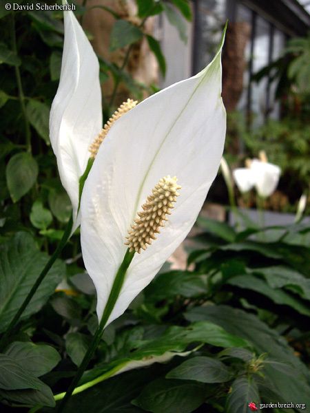 Spathiphyllum wallisii Spathiphyllum Wallisii, Spring Challenge, Diy Crafts Love, Ideas Casa, Interior Plants, Peace Lily, Growing Flowers, Tropical Plants, Garden Design