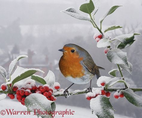 Robin on snowy Holly berries photo Colourful Birds, European Robin, Friends Leave, Traditional Christmas Cards, Holly Tree, Watercolour Inspiration, Robin Bird, Winter Bird, Christmas Bird