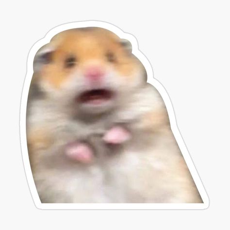 Hamster Sticker, Funny Hamsters, Funny Animal Photos, Meme Stickers, Hamsters, Fan Art Drawing, Famous Art, Glossier Stickers, Animal Memes