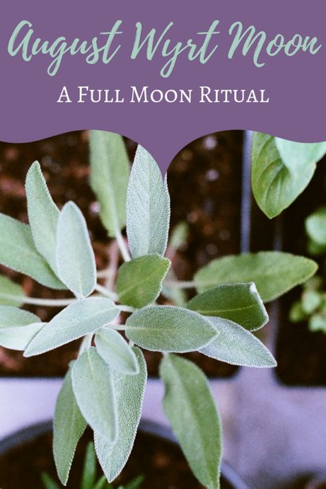 August Full Wyrt Moon Ritual | The Witch of Lupine Hollow August Full Moon Ritual, August Full Moon, August Moon, Moon Circle, Moon Ritual, Full Moon Ritual, Soul Sister, Moon Light, Our Relationship