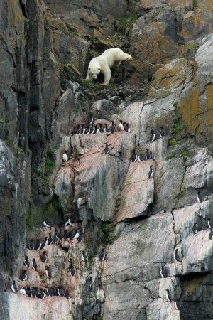 Polar Bear Hunting, Wild Wonder, Bear Hunting, Amazing Animal Pictures, Wild Kingdom, Animal Antics, Mountain Goat, Nature Conservation, Polar Bears