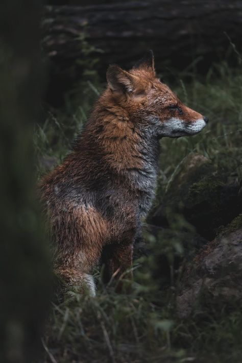 Wildlife Photography Aesthetic, Fox Astethic, Fox Aesthetic Dark, Forest Animals Aesthetic, Character Mapping, Woodland Aesthetic, Loki Character, Fox Aesthetic, Blue Eyes Aesthetic