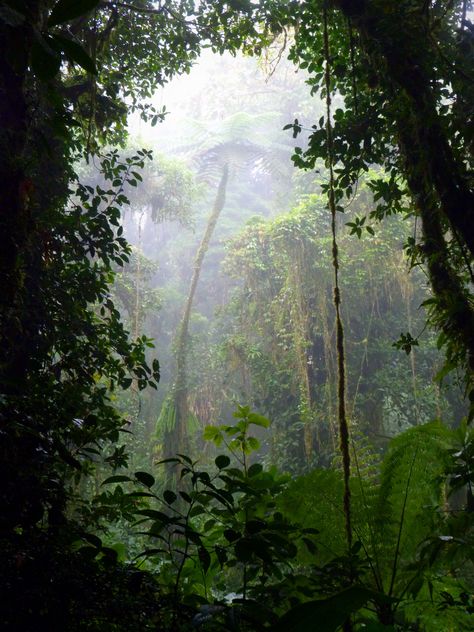 Jungle Life, Jungle House, Forest Backdrops, Arte Van Gogh, Landscape Elements, Location Inspiration, Forest Path, Earth Elements, Tropical Rainforest