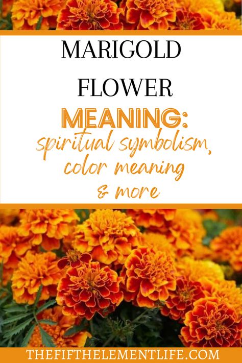 Marigold Flower Meaning Marigold Color Aesthetic, Marigold Symbolism, Marigold Flower Meaning, Merrygold Flowers, Marigold Meaning, Marigold Photography, Aztec Marigold, Marigold Flower Tattoo, Flower Healing