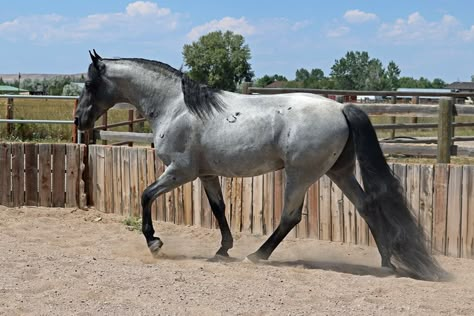 Skye’s Saphyre Starlyte Blue roan Tennessee Walking Horse performing a running walk Tennessee Walker Horse, Blue Roan Horse, Horse Walking, Gaited Horses, Tennessee Walker, Spirit Stallion, Tennessee Walking Horse, Jay Ryan, Horse Colors