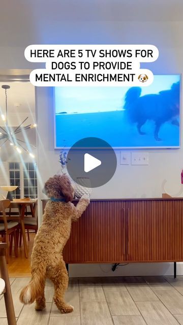 Dog Tv, Dog Entertainment, Doggy Treats, Relaxed Dog, Dog Model, Mom Lifestyle, Dog Enrichment, Dog Happy, Mini Goldendoodle