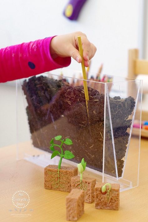 Spring Science Experiments, Plant Experiments, Spring Science, Raised Gardens, Science Experiments For Kids, Plant Activities, Experiments For Kids, Science Ideas, Plant Science