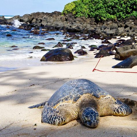 Visit a green sea turtle, like Isabella at Turtle Beach (Laniakea Beach). Laniakea Beach, Hello Paradise, Lanikai Beach, Green Sea Turtle, Turtle Beach, Green Sea, Honolulu, Oahu, Sea Turtle