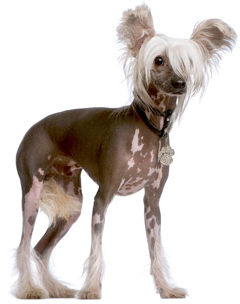 5 Things to Know About Chinese Crested Dogs Ugly Dog Breeds, Chinese Crested Puppy, Chinese Crested Hairless, Family Dogs Breeds, Dog Skin Care, Chinese Dog, Dog Breeds List, Ugly Dogs, Hairless Dog