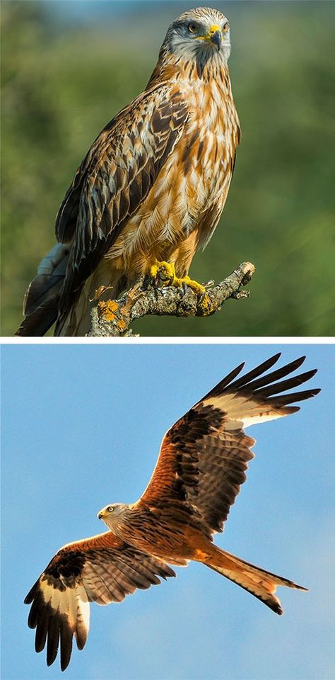 Red Kite Milvus Milvus Bird Trap, Bird Control, Bird Repellents, Red Kite, Rodent Control, Common Birds, Insect Control, Flying Insects, Environmental Health