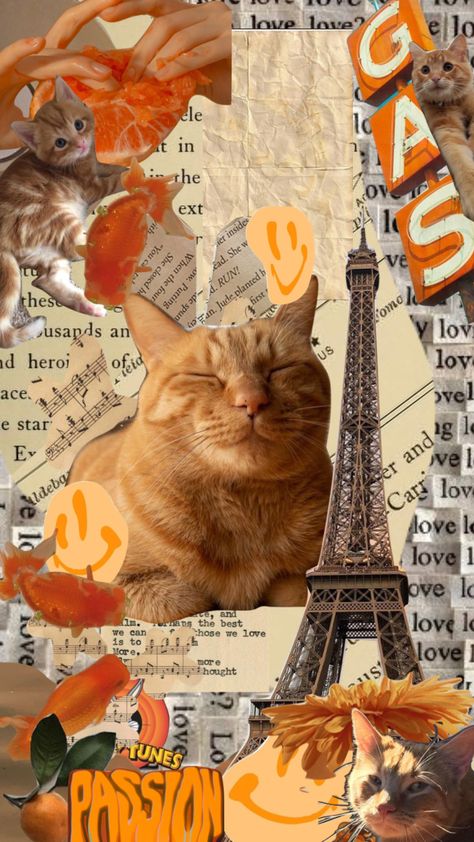 Orange Cat Wallpaper Aesthetic, Orange Cat Wallpaper, Wallpaper Iphone Orange, Orange Cat Aesthetic, Grey Cat Wallpaper, Kitten Wallpaper, Cat Collage, Orange Book, Funky Wallpaper