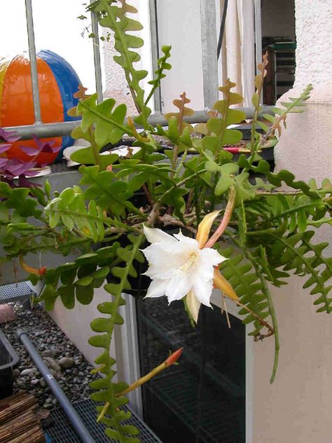 Epiphyllum anguliger (Fishbone Cactus, Moon Cactus) is an epiphytic cactus with smooth green skin and extensively branched stems... Epiphyllum Anguliger, Types Of Cactus Plants, Fishbone Cactus, Night Blooming Flowers, Christmas Cactus Plant, Hanging Plants Diy, Flowering Succulents, Orchid Cactus, Cactus Types