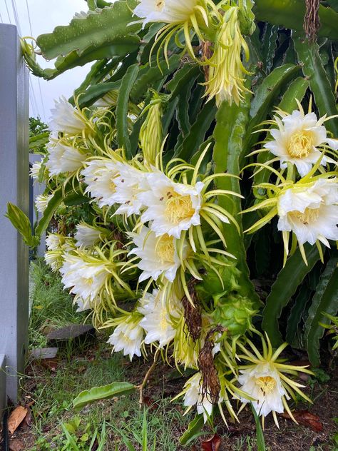 Dragon fruit flowers Dragon Fruit Flower, Forest Life, Fruit Flowers, Unusual Flowers, Botanical Beauty, Daily Drawing, Urban Environment, Cactus Flower, 3d Flowers