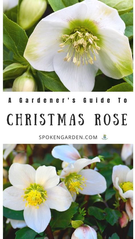 Christmas Rose Flower, Vermont Garden, Garden Allotment, Bible Garden, California Gardening, Seasonal Gardening, Indoor Gardening Supplies, Christmas Roses, Garden Perennials