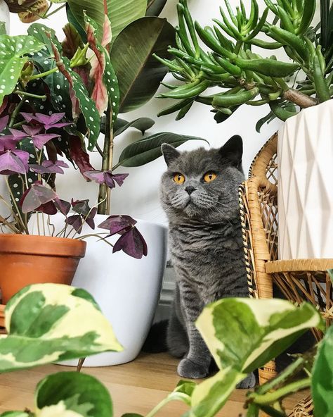 Plants And Cats, Oxalis Triangularis, Cat Plants, Woven Decor, Have A Lovely Weekend, Cat Photography, Fluffy Cat, Plant Mom, Family Day