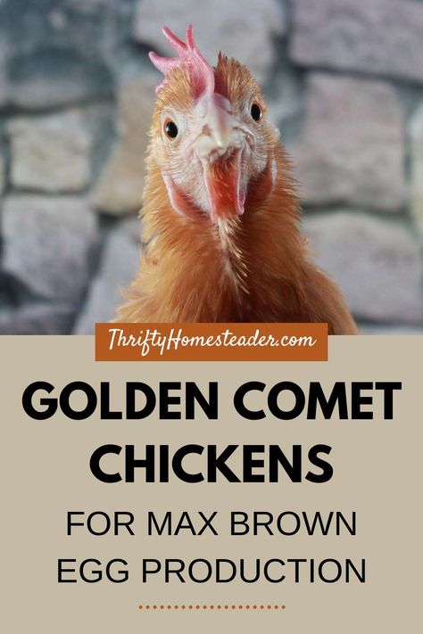 Golden Comet Chicken, Facts About Chickens, Chicken Water Heater, Max Brown, Brown Egg, Passive Solar Heating, Best Chicken Coop, Backyard Flocks, Egg Production