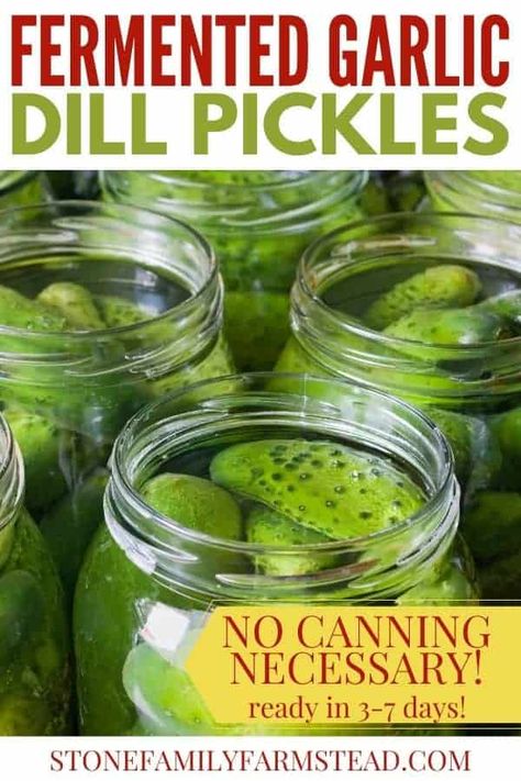 Fermented Dill Pickles Recipe, Fermented Pickles Recipe, Fermented Dill Pickles, Fermented Vegetables Recipes, Fermented Garlic, Garlic Dill Pickles, Fermented Sauerkraut, Pickles Recipe, Fermented Veggies