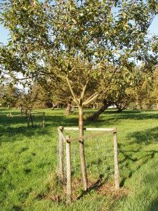 Practicalities of planting a traditional orchard Truffle Farming, Sheep Fence, Trees Backyard, Tree Guards, Planting Fruit, Fruit Trees Backyard, Tree Landscaping, Garden Orchard, Planting Fruit Trees