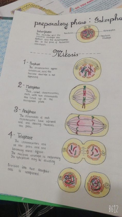 Mitosis Notes Aesthetic, G1 Phase Cell Cycle, Mitosis And Meiosis Drawing, Stages Of Mitosis Drawing, Mitosis And Meiosis Notes, Cell Analogy Project Ideas, Mitosis Drawing, Mitosis Project, Mitosis Notes