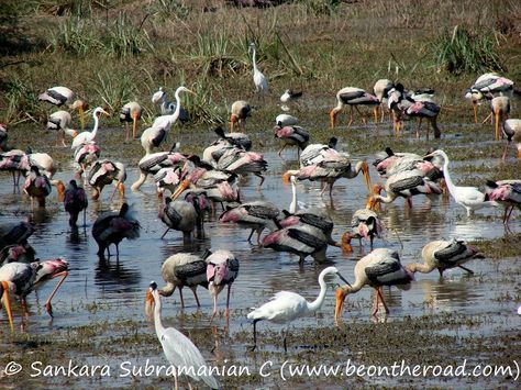 Bharatpur Bird Sanctuary Bird Sanctuary, Bird Migration, Northeast India, Bird Watchers, Shorebirds, Bird Watcher, Wildlife Sanctuary, Arctic Circle, Tourist Places