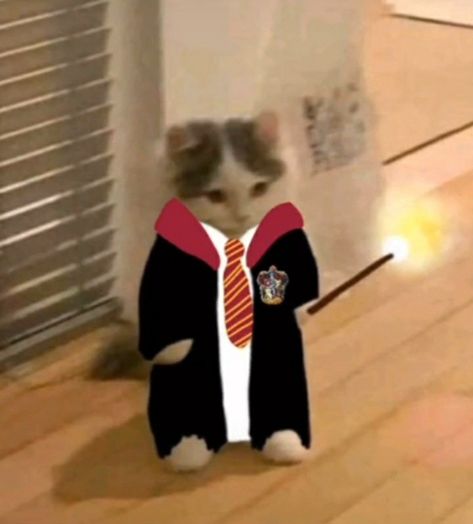 Harry Potter Cat, Gatos Cool, Welcome To Hogwarts, Buku Harry Potter, Harry Potter Icons, Cute Bunny Cartoon, Harry Potter Scene, Harry Potter Hufflepuff, Harry Potter Tumblr