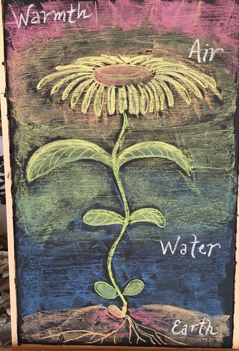 5th grade botany, Waldorf chalk art, 4 elements of the plant Botany Waldorf, Waldorf Botany, Classroom Chalkboard, Waldorf Teaching, Form Drawing, Chalkboard Drawings, 4 Elements, Chalk Drawings, Grade 5