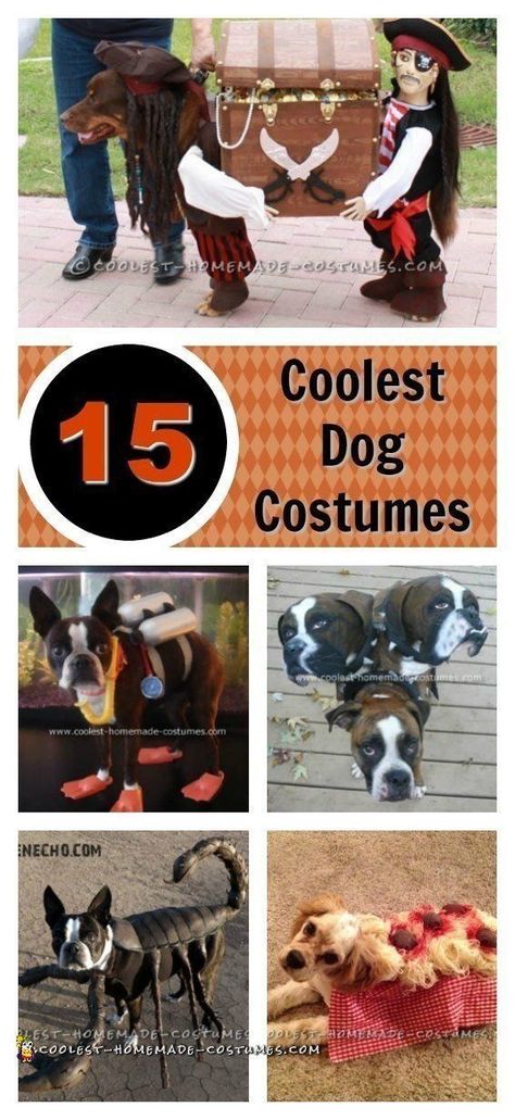 Dog Costumes For Adults, Dog Pirate Costume, Big Dog Halloween Costumes, Big Dog Costumes, Dog Costumes Halloween Large, Large Dog Costumes, Funny Pet Costumes, Best Dog Costumes, Cute Dog Costumes