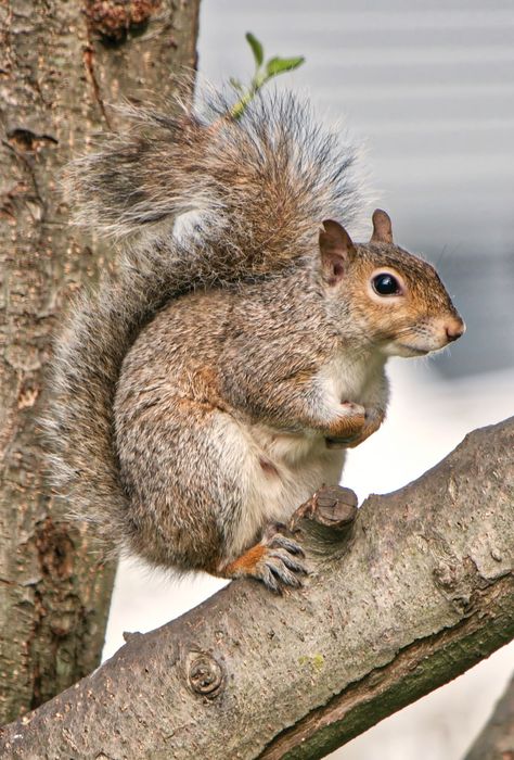 Grey Squirrel Illustration, Grey Squirrel Photography, Squirrel Aesthetic, Squirrel Repellant, Land Creatures, Squirrel Home, Squirrel Tattoo, Eastern Gray Squirrel, Wildlife Images