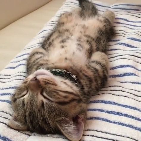 "Happy kitty sleepy kitty purr purr purr" http://ift.tt/2tsNcoR Sleepy Kitty, Sleeping Kitten, Söt Katt, Sleepy Cat, Animal Videos, Cute Cats And Kittens, Cute Kittens, Funny Animal Pictures, Tabby Cat