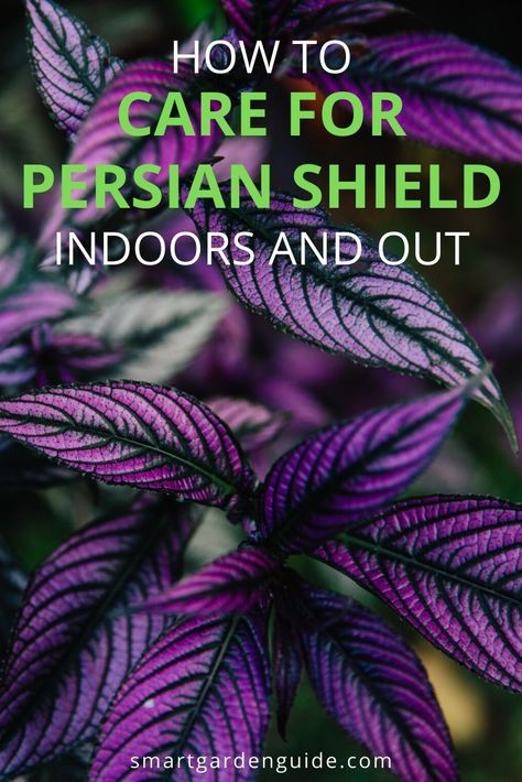 Persian Shield Plant Indoors, Persian Shield Plant Care, Purple Persian Shield Plant, Strobilanthes Persian Shield, Persian Shield Plant Landscaping, Purple Outdoor Plants, Persian Shield Plant Container Gardening, Persian Flowers, Persian Shield Plant