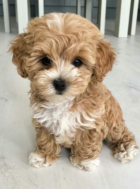 Animales Aesthetic, Maltipoo Dog, Cute Fluffy Dogs, Cute Small Dogs, Puppy Grooming, Very Cute Puppies, Maltipoo Puppy, Super Cute Puppies, Cute Animals Puppies