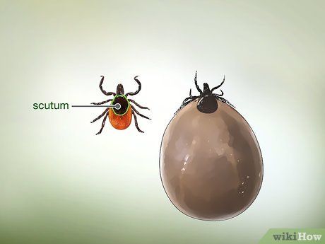 Tick Bites Pictures, Types Of Ticks, Deer Ticks, Tick Bite, A Deer, Ticks, Disease, Insects, North America