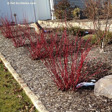 Red Twig Dogwood Landscape, Arkansas Landscaping, Yellow Twig Dogwood, Dogwood Shrub, Red Branches, Red Dogwood, Red Twig Dogwood, Dogwood Blooms, Twig Dogwood