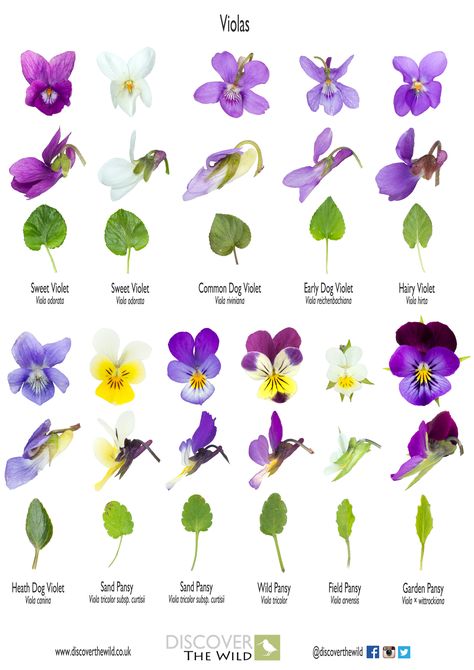 Violet Flower Tattoos, Violet Tattoo, Tree Buds, Wild Foraging, Viola Flower, Visuell Identitet, Sweet Violets, Violet Flower, Little Flowers