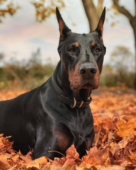 15 Adorable Pics Proving That Doberman Pinschers Like Autumn Dobber Man Dog, Dobber Man, European Doberman Pinscher, Doberman Pinscher Blue, Wallpaper Dog Aesthetic, European Doberman, Black Doberman, Boxer Dogs Funny, Wallpaper Dog