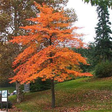 Black Tupelo (Nyssa sylvatica) - one of my favorite trees, lovely fall color - a little different shade to add to the mix Black Gum Tree, Nyssa Sylvatica, Farmhouse Trees, Fall Landscaping Front Yard, Mailbox Planter, Tupelo Tree, Autumn Plants, Fall Landscaping, Country Property