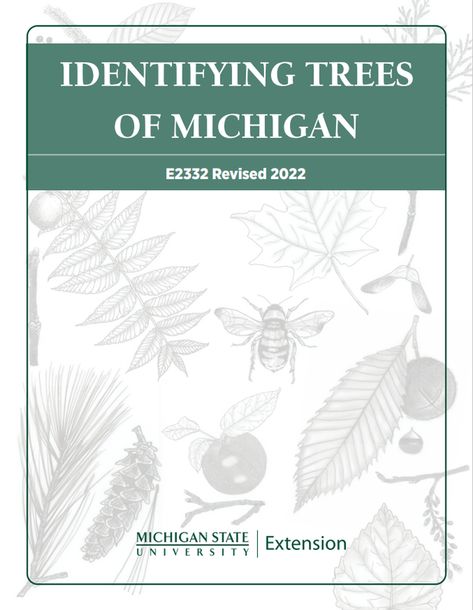 Michigan Trees Identification, Michigan Trees, Identifying Trees, Tree Identification, State Of Michigan, Michigan State University, Upper Elementary, Growing Tree, Natural Resources