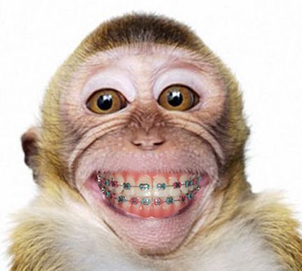 Monkey Smiling, Smiling Animals, Monkey Pictures, Monkey Face, A Monkey, Monkeys Funny, Cute Monkey, Baby Monkey