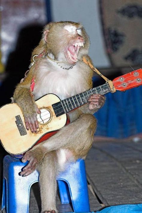 "Jessie's Girl....I want, I want...." Funny Guitar, Monkey Pictures, A Monkey, Monkeys Funny, Weird And Wonderful, Primates, Funny Animal Pictures, Latest Pics, 귀여운 동물