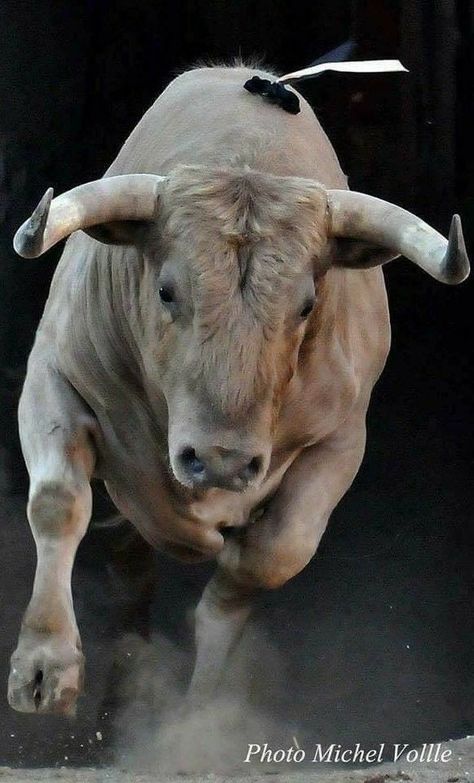 Bull Reference, Bull Aesthetic, Bull Portrait, Pbr Bulls, Bull Photography, Bull Face, Taurus Bull Tattoos, Angry Bull, Bull Pictures