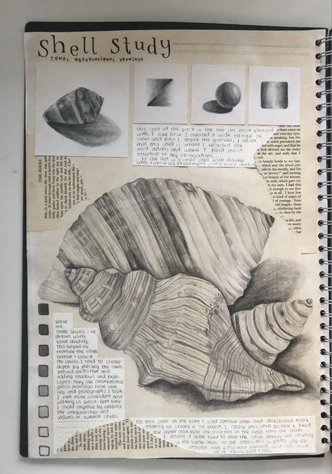 Tonal Drawing Gcse, Shell Observational Drawing, Gcse Art Sketchbook Shells, Tonal Study Gcse, Gcse Art Sketchbook Beach, Drawing Ideas Shading Sketch, Shells Gcse Art, Shells Gcse Art Sketchbook Pages, Art Workbook Ideas