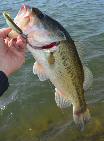 River Fishing Aesthetic, Country Fishing, Fishing Aesthetic, Bass Fishing Pictures, Largemouth Bass Fishing, Fishing Photos, Hunting Life, Hunting And Fishing, Fishing Stuff