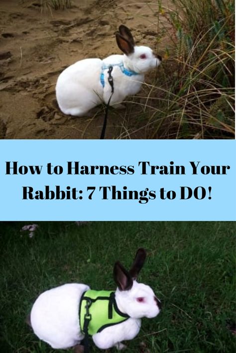 Bunny Leash, Diy Bunny Cage, Diy Bunny Toys, Pet Rabbit Care, Lionhead Rabbit, Rabbit Treats, Bunny Hutch, Giant Bunny, Bunny Room