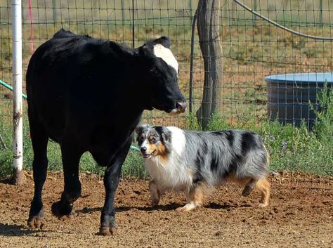 Australian Shepherd herding cattle. I LOVE seeing any breed do what they are bred to do. True roots.