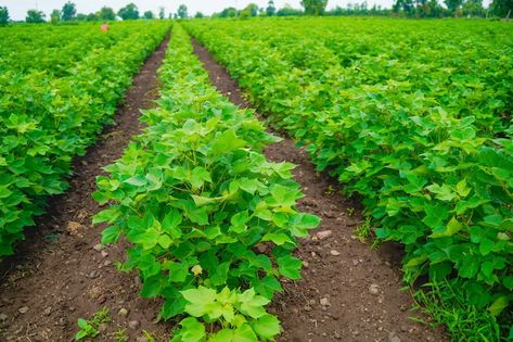 Green and healthy cotton field | Premium Photo #Freepik #photo #agriculture-farming #agriculture #farming #indian-farm Farming Photo, Agriculture Pictures, Agriculture Photography, Cotton Fields, Agriculture Farming, Farm Photo, Cotton Farming, Premium Photo, Agriculture