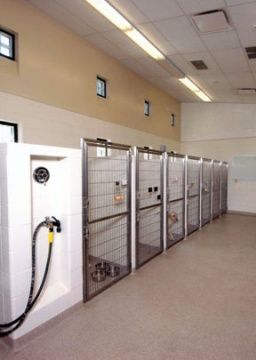 Kennels Animal Hospital Design, Dog Daycare Design, Kennel Business, Dog Boarding Ideas, Dog Daycare Business, Veterinary Design, Dog Boarding Facility, Dog Boarding Kennels, Indoor Dog Kennel