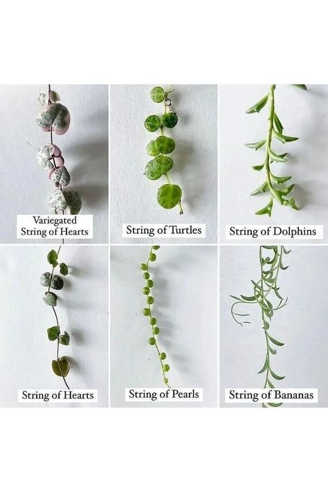 String Of Hearts, Plant Care Houseplant, Hanging Plants Indoor, Plant Tags, Succulent Gardening, Plant Decor Indoor, House Plants Decor, String Of Pearls, House Plant Care